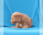 Small #1 Goldendoodle (Miniature)