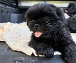 Puppy Rain Shih Tzu