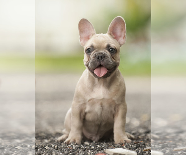Medium Photo #7 French Bulldog Puppy For Sale in LOX, FL, USA