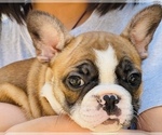 Small Photo #16 French Bulldog Puppy For Sale in FREMONT, CA, USA