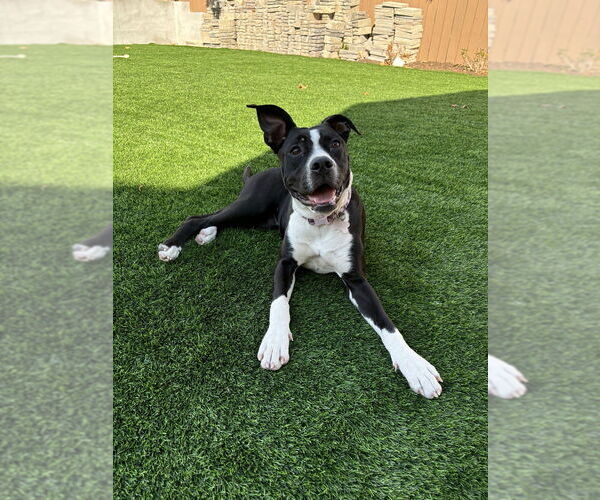 Medium Photo #4 American Pit Bull Terrier-Labrador Retriever Mix Puppy For Sale in Dana Point, CA, USA