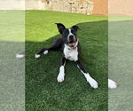 Small #3 American Pit Bull Terrier-Labrador Retriever Mix