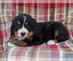Small Photo #1 Bernese Mountain Dog Puppy For Sale in CHRISTIANA, PA, USA