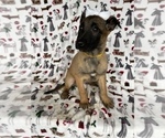 Small Photo #4 Belgian Malinois Puppy For Sale in LANCASTER, PA, USA