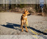 Small #3 German Shepherd Dog Mix