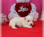 Small Photo #3 Maltese Puppy For Sale in CHANUTE, KS, USA