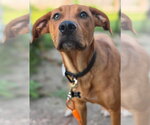 Small #3 Labrador Retriever Mix