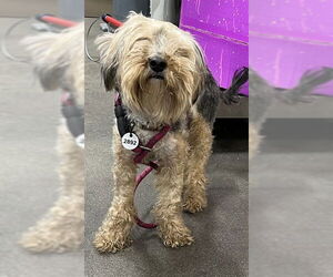 Mutt Dogs for adoption in Forestville, MD, USA
