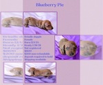 Puppy Blueberry Pie Dachshund