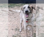 Small #4 Great Pyrenees Mix