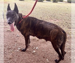Mother of the Dutch Shepherd Dog puppies born on 07/03/2026