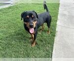 Small #2 Rottweiler Mix