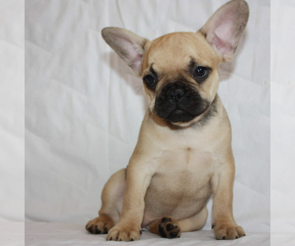 Medium Photo #2 French Bulldog Puppy For Sale in BROOKLYN, NY, USA