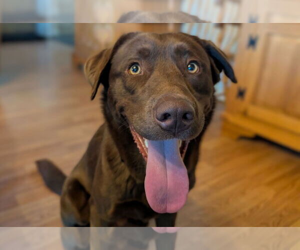 Medium Photo #2 Labrador Retriever-Unknown Mix Puppy For Sale in Clovis, CA, USA