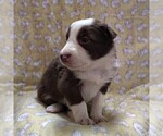 Small Photo #47 Border Collie Puppy For Sale in NORBORNE, MO, USA