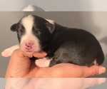 Small Photo #6 Australian Shepherd Puppy For Sale in E BROOKFIELD, MA, USA