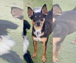 Small #1 Miniature Pinscher