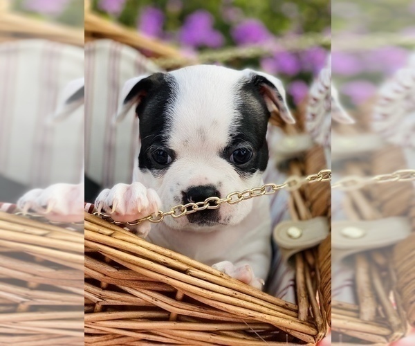 Medium Photo #1 Boston Terrier Puppy For Sale in BELLEVIEW, FL, USA