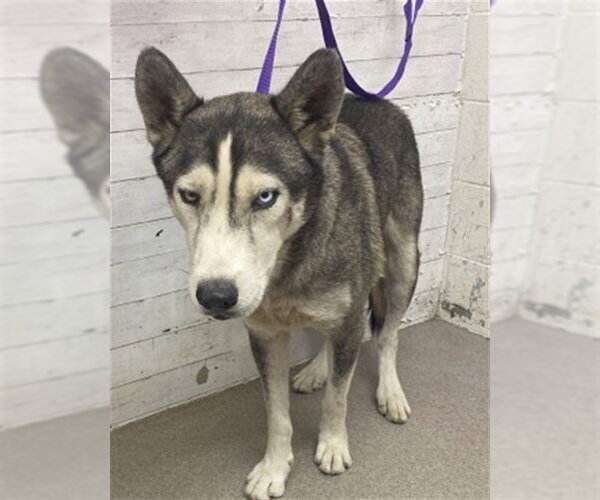 Medium Photo #1 Siberian Husky Puppy For Sale in San Bernardino, CA, USA