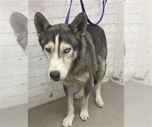 Siberian Husky Dogs for adoption in San Bernardino, CA, USA