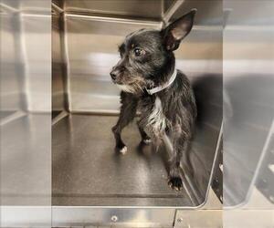 Chihuahua Dogs for adoption in Houston, TX, USA