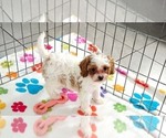 Violet - Female Cavapoo (Miniature)-Poodle (Toy) Mix Puppy for Sale - Photo #2