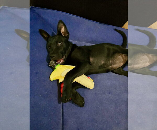 Medium Photo #10 Labsky Puppy For Sale in Hillsboro, MO, USA