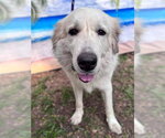Small #18 Great Pyrenees