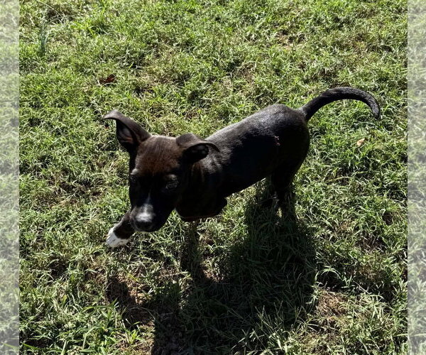 Medium Photo #5 Mutt Puppy For Sale in Woodbury, NY, USA