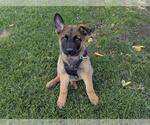 Small German Shepherd Dog