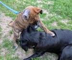 Small #2 Boxer