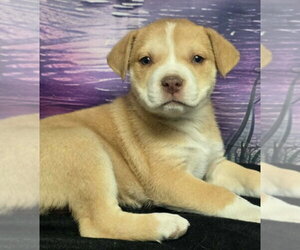 Mutt Dogs for adoption in Lakewood, CO, USA