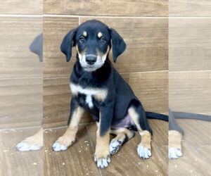 Labrador Retriever-Unknown Mix Dogs for adoption in Green Forest, AR, USA