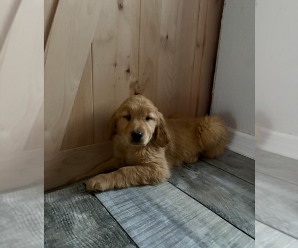 Medium Photo #12 Golden Retriever Puppy For Sale in ORLANDO, FL, USA