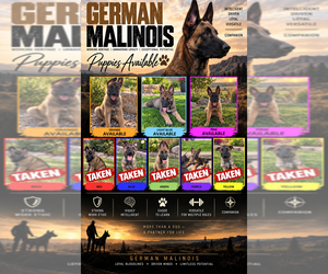 German Malinois Puppy for sale in DICKINSON, ND, USA