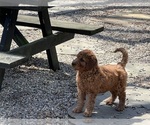 Small #2 Goldendoodle (Miniature)