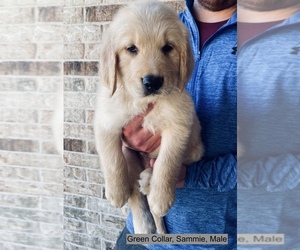 Golden Retriever Puppy for sale in SILOAM SPRINGS, AR, USA