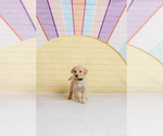 Small #2 Goldendoodle-Sheepadoodle Mix