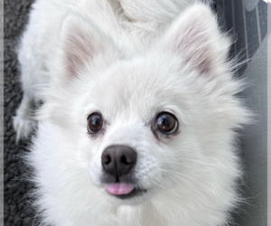 Unknown-pomeranian spitz Mix Dogs for adoption in San Ramon, CA, USA