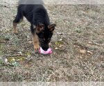 Small Photo #3 German Shepherd Dog-Unknown Mix Puppy For Sale in MECHANICSBURG, PA, USA