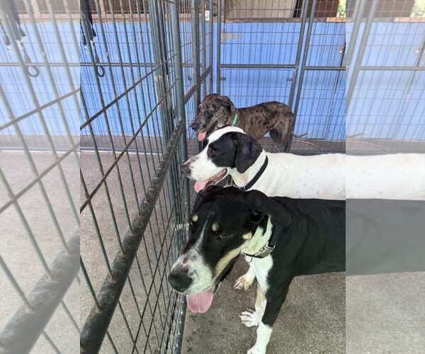 Medium Photo #3 Great Dane Puppy For Sale in Palm Beach, FL, USA