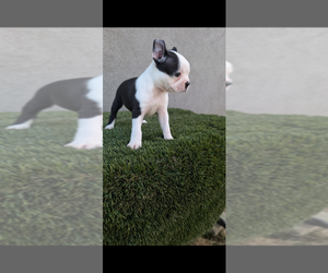 Boston Terrier Puppy for sale in SAN FERNANDO, CA, USA