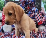 Small Photo #34 Labrador Retriever Puppy For Sale in BUFFALO, NY, USA
