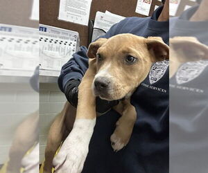 Mutt Dogs for adoption in Stockton, CA, USA