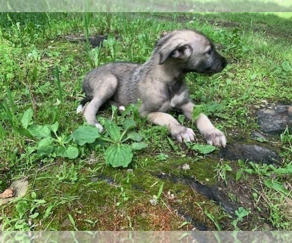 Medium Photo #9 Irish Wolfhound Puppy For Sale in ULYSSES, PA, USA