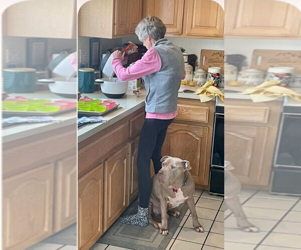 Medium Photo #35 American Staffordshire Terrier-Unknown Mix Puppy For Sale in Lake Forest, CA, USA