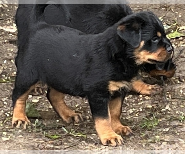 Medium Photo #1 Rottweiler Puppy For Sale in HUNTINGTN STA, NY, USA