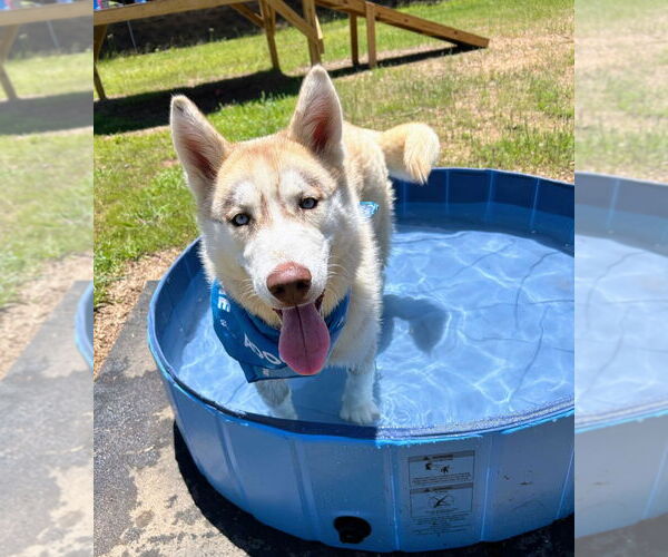 Medium Photo #3 - Mix Puppy For Sale in Bryant, AR, USA
