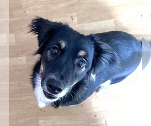 Border-Aussie Dogs for adoption in Mount Airy, NC, USA