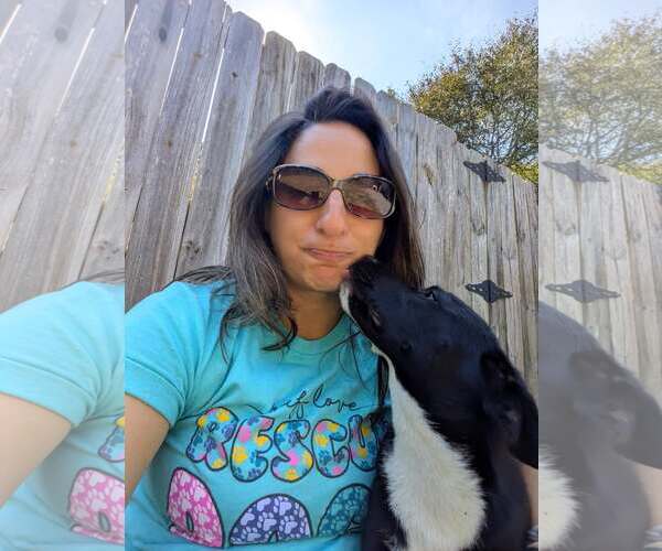 Medium Photo #5 Mutt Puppy For Sale in Thomasville, NC, USA